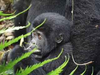Gorilla 2