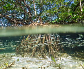 A mangrove