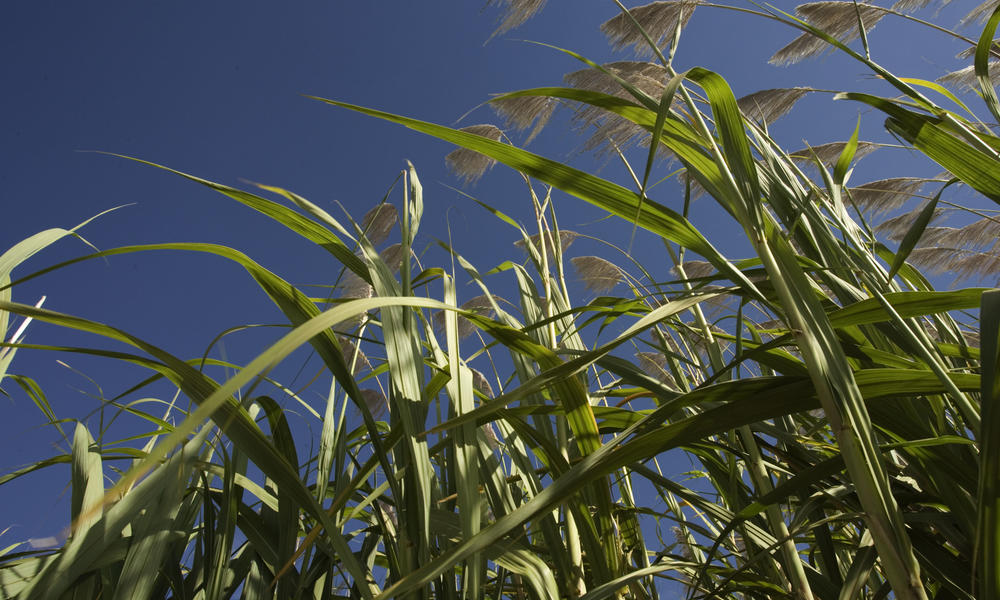 Sugarcane