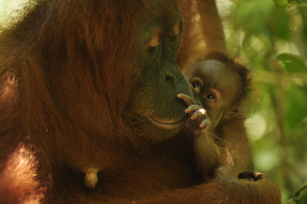 Baby orangutan examines her mothers face