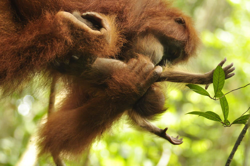 Orangutan Violet swings her newborn baby