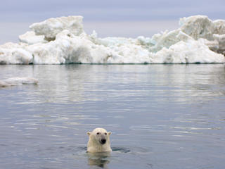 Polar Bear Swimming