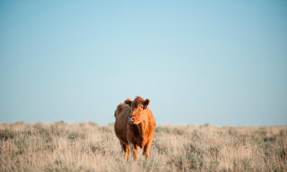 A cow standing in the grasslands of Montana