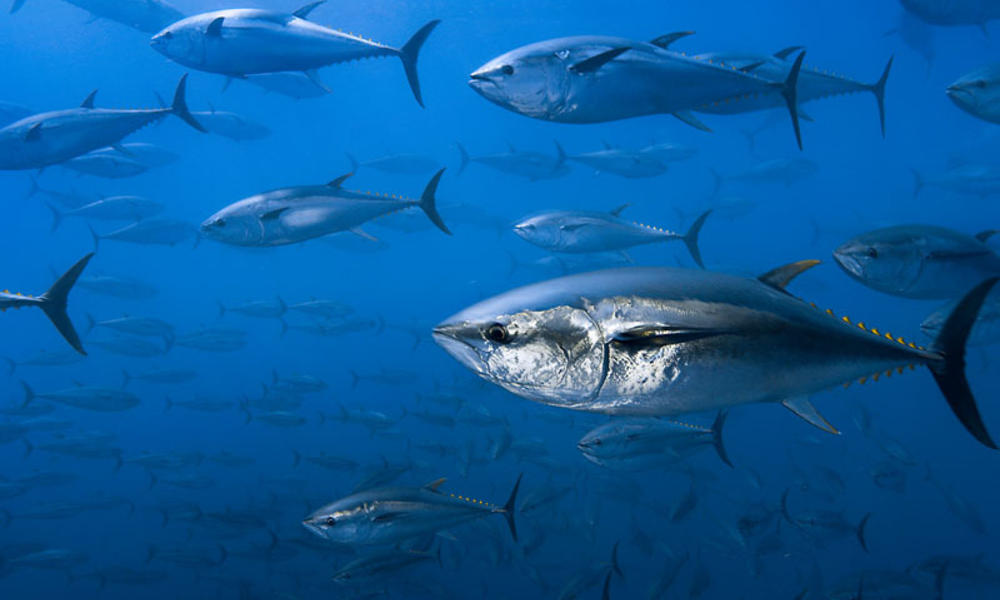 bluefin tuna