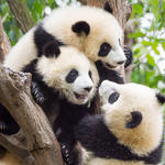 Panda cubs