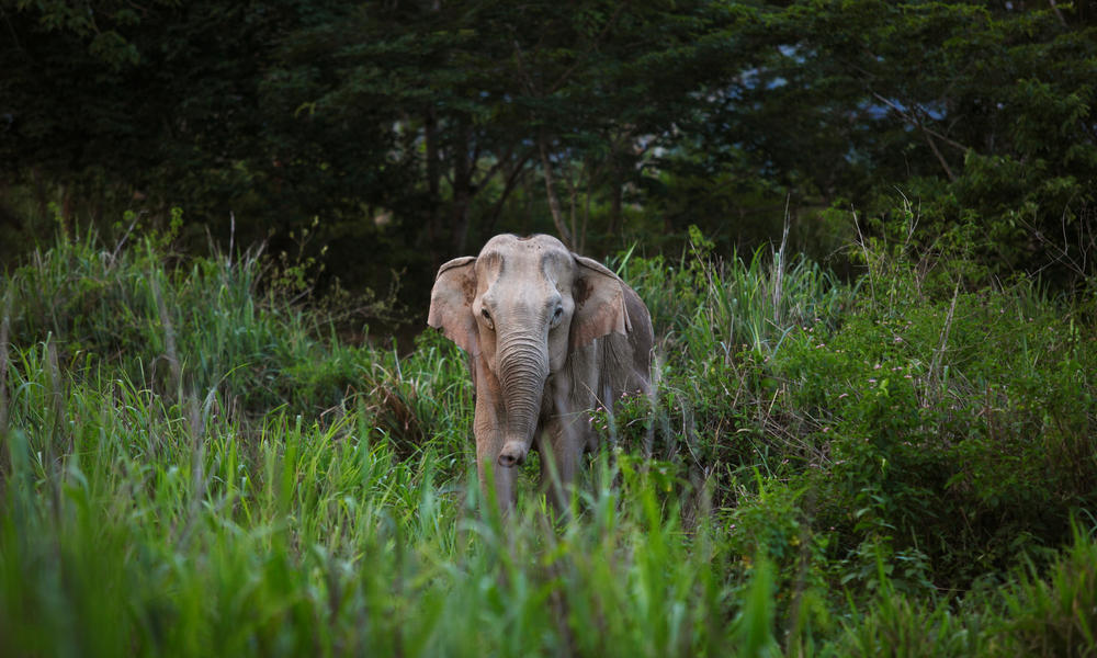 Lone Asian elephant