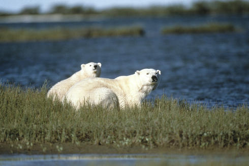Polar bear and cub sitting by a river in Churchill, Canada
