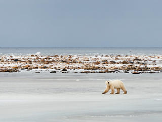 polar bear walking on ice