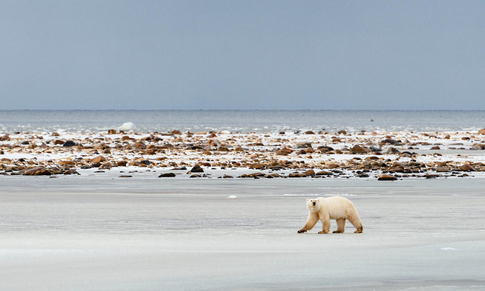 polar bear walking on ice