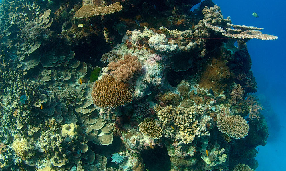 Coral reef