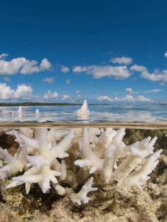 example of coral bleaching