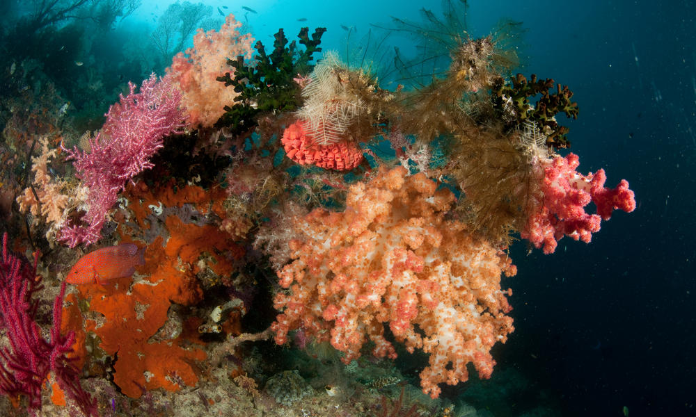 Coral reef