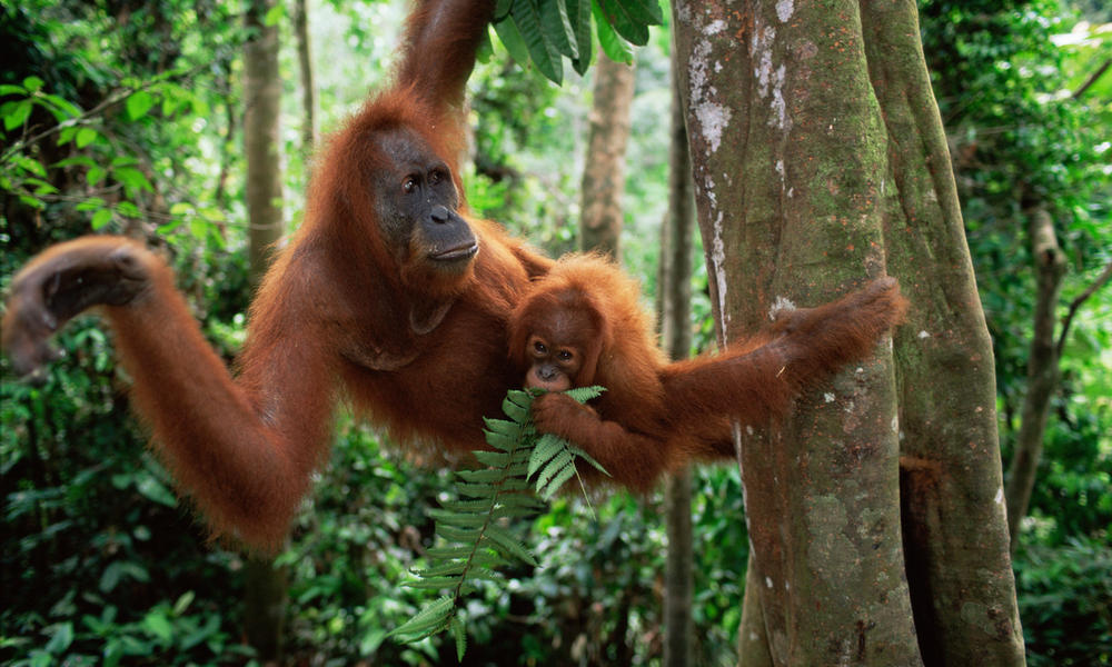 living-among-the-trees-five-animals-that-depend-on-forests-stories-wwf