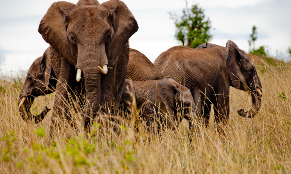 Tracking elephants in Kenya to prevent humanwildlife