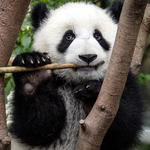 Panda eating bamboo