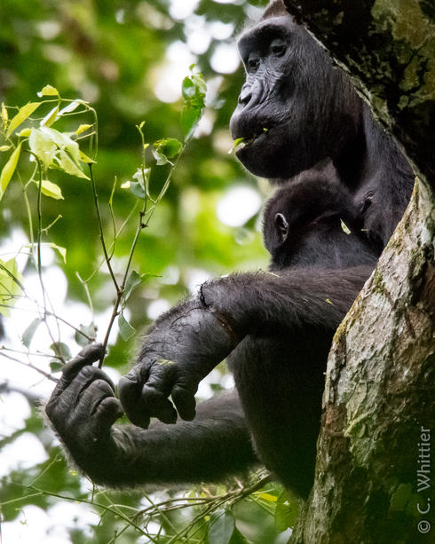 WWF leads snare removal from injured female gorilla | Stories | WWF