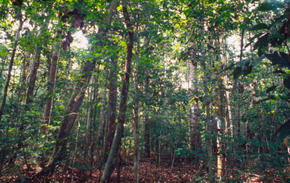 Brazilian Amazon