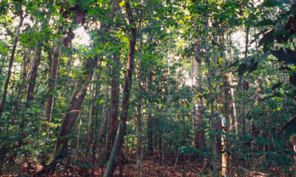 Brazilian Amazon
