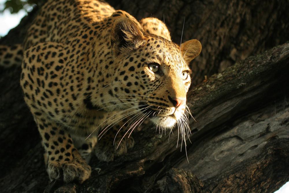Leopard in Tree