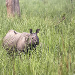 Female rhino in Chitwan National Park, Nepal