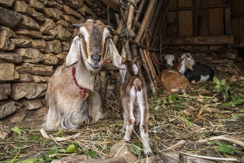 Goat lying down
