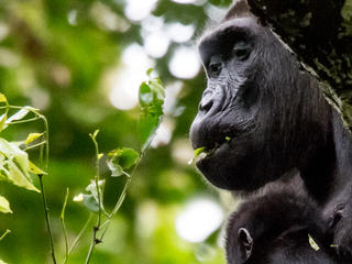 Gorilla Wusa with baby