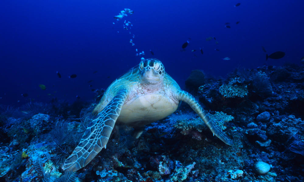 Green Turtle