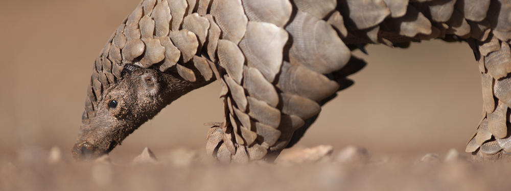 Pangolin digging for ants