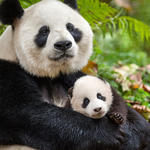 Giant panda mother and cub
