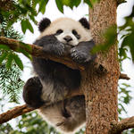 Panda cub climbing tree