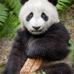 Panda with bark