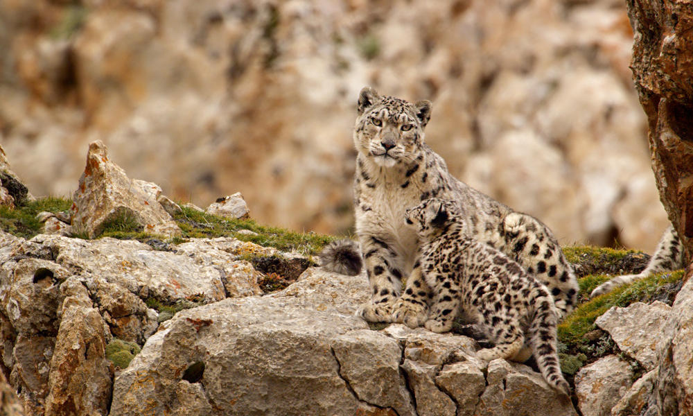 Where Do Snow Leopards Live And Nine Other Snow Leopard Facts Stories Wwf