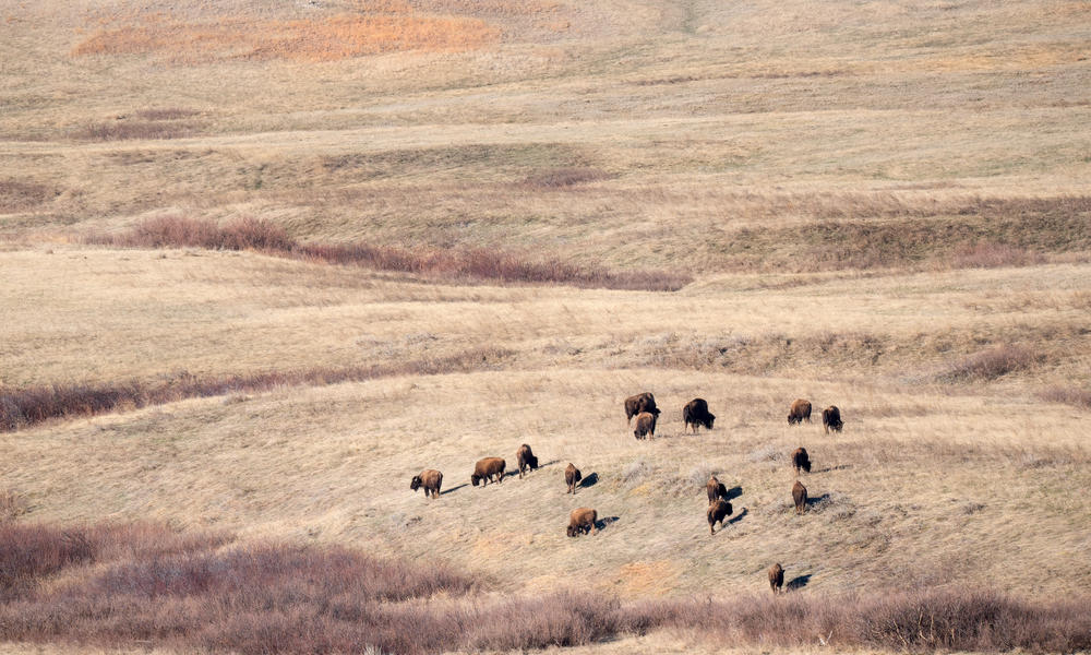 Bison in Badlands from a distance