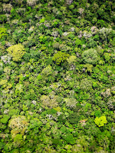 Aerial view of the amazon rainforest