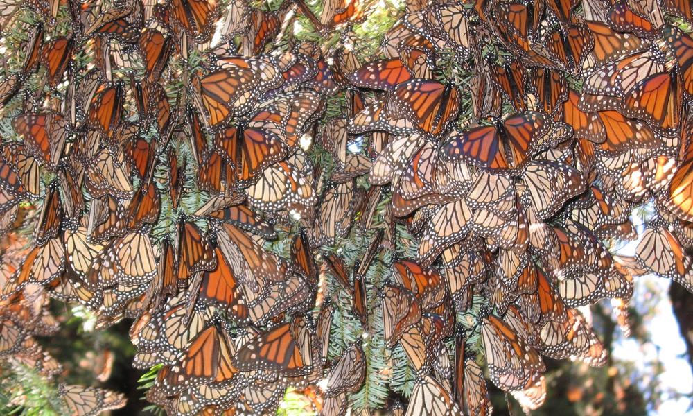 Monarchs in tree