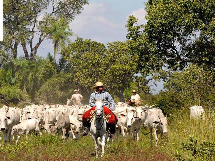 Brazil, Burgers and Better Beef | Blog Posts | WWF