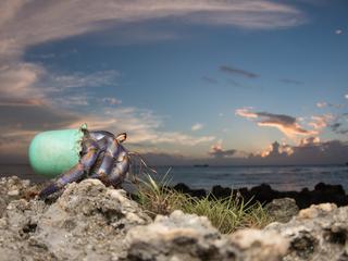 Hermit Crab with plastic bottle shell