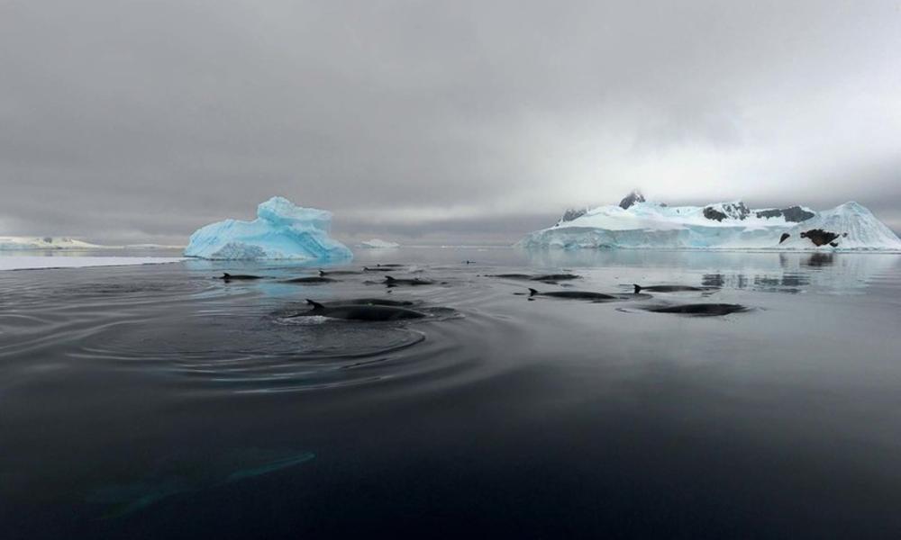 Rswwfau 9238 video tag on a pod of minke whales credit ari friedlaender web