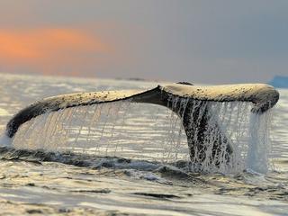 The fluke of a humpback whale diving to feed