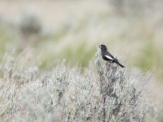 Lark bunting on a shrub