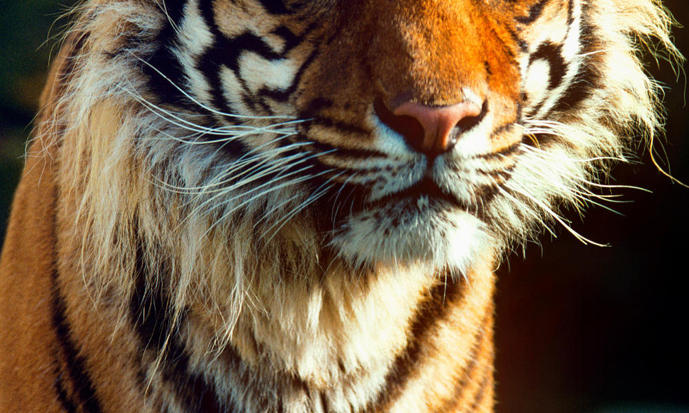 Sumatran tiger