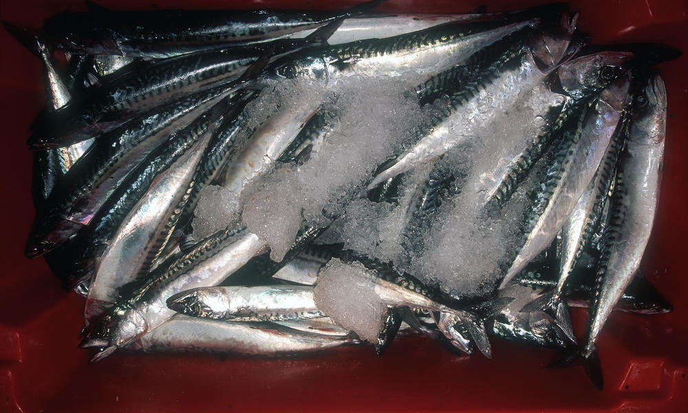 MSC certified handline caught mackerel