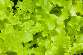 Lettuce growing on a farm