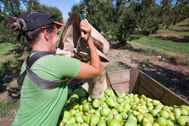 Picking pears in a pear orchard