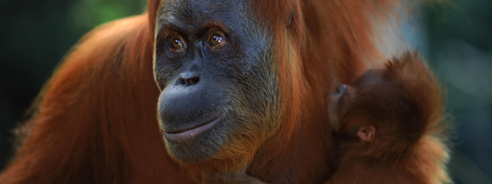 Help cant do my essay analysis of the orangutan pongo pygmaeus