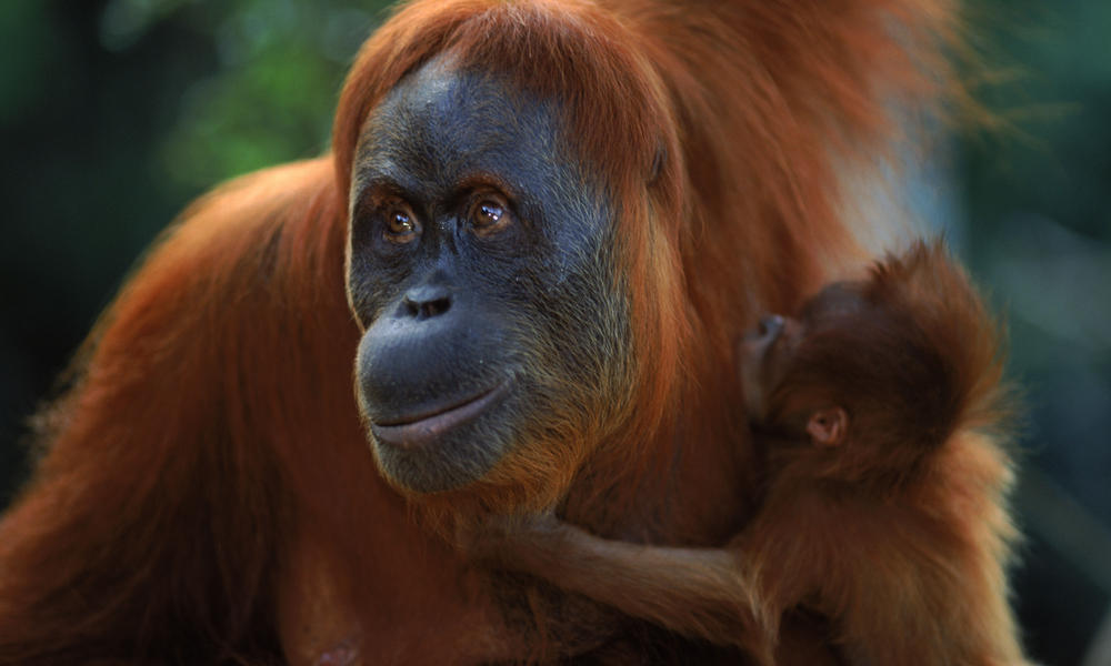 Sumatran Orangutan