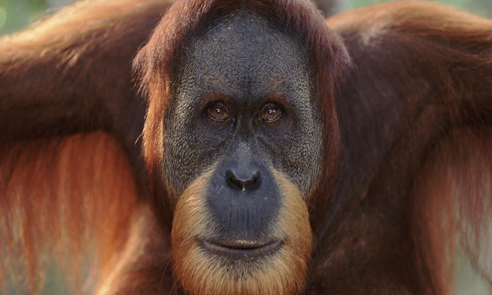 Sumatran_Orangutan_8.6.2012_Why_They_Mat