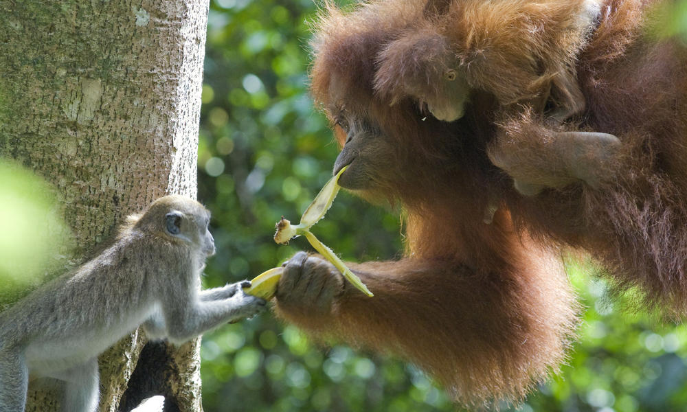 Long tailed macaque and Sumatran orangutan