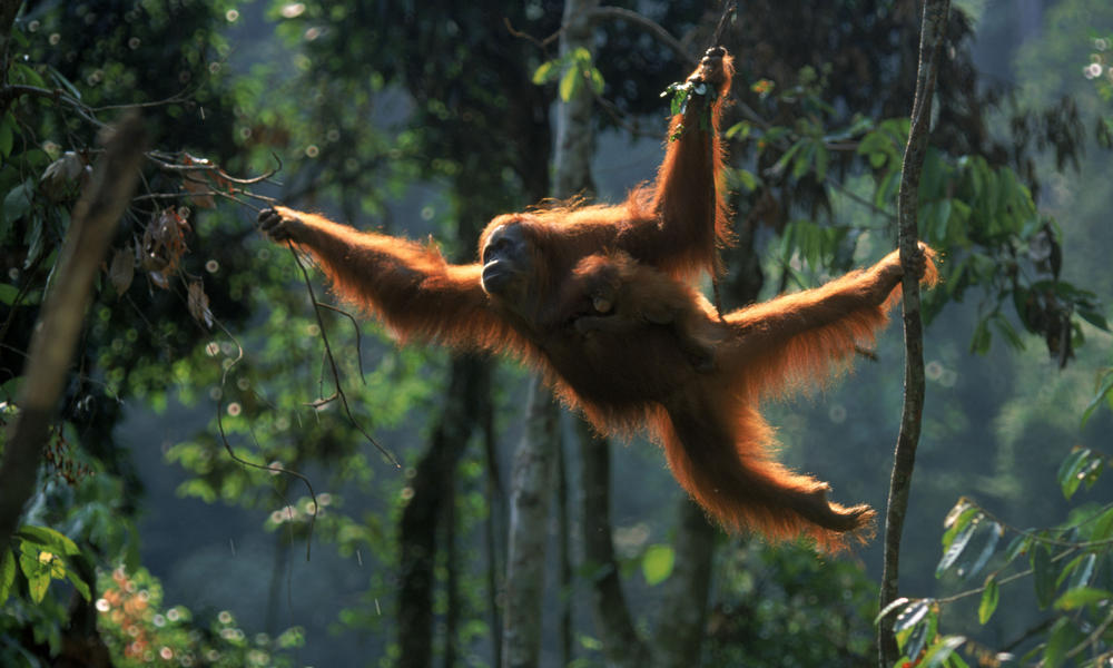 Sumatran orangutan | wwf