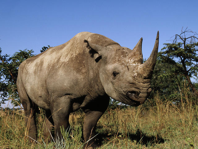 Black Rhino | Species | WWF